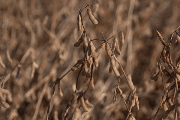 US Farmers Eye Trade Breakthrough with China πΎπ¨π³ US Farmers Eye Trade Breakthrough with China πΎπ¨π³ video poster