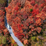 PGC6P5MZPHMLD81KD4QO - 🌍NewspaperAmigo – Your Global News Buddy 🗞️ Jinan’s Autumn Magic: Red Leaves Canyon Draws Nature Lovers 🍁✨