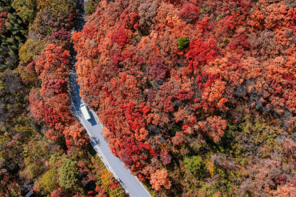 Jinan’s Autumn Magic: Red Leaves Canyon Draws Nature Lovers 🍁✨ Jinan’s Autumn Magic: Red Leaves Canyon Draws Nature Lovers 🍁✨