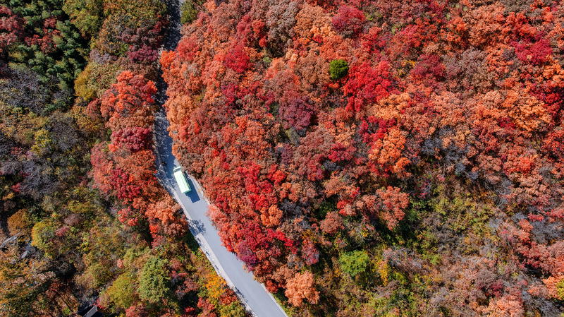PGC6P5MZPHMLD81KD4QO - 🌍NewspaperAmigo – Your Global News Buddy 🗞️ Jinan’s Autumn Magic: Red Leaves Canyon Draws Nature Lovers 🍁✨