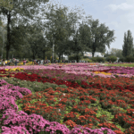 PLPZIGPNBFDEIL898ZC8 - 🌍NewspaperAmigo – Your Global News Buddy 🗞️ Beijing's Chrysanthemum Blooms Paint Autumn in Vibrant Hues 🌼🍂 video poster