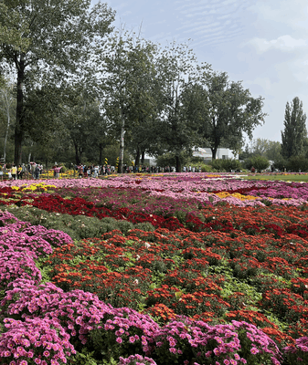 Beijing’s Chrysanthemum Blooms Paint Autumn in Vibrant Hues ๐ผ๐ Beijing's Chrysanthemum Blooms Paint Autumn in Vibrant Hues ๐ผ๐ video poster