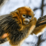 PNBZUL022C4JF977HGKD - 🌍NewspaperAmigo – Your Global News Buddy 🗞️ China’s New UNESCO Biosphere Reserves Boost Global Sustainability 🌱🏞️ video poster