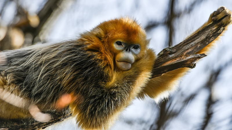 PNBZUL022C4JF977HGKD - 🌍NewspaperAmigo – Your Global News Buddy 🗞️ China’s New UNESCO Biosphere Reserves Boost Global Sustainability 🌱🏞️ video poster