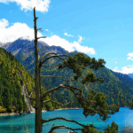 PNZQNOGYFYKPU2ODYRND - 🌍NewspaperAmigo – Your Global News Buddy 🗞️ Nature’s Marvel: The One-Armed Cypress of Jiuzhaigou’s Long Lake 🌲✨ video poster