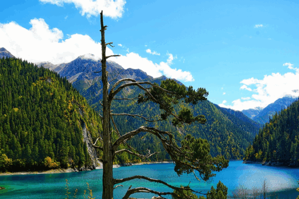 Nature’s Marvel: The One-Armed Cypress of Jiuzhaigou’s Long Lake 🌲✨ Nature’s Marvel: The One-Armed Cypress of Jiuzhaigou’s Long Lake 🌲✨ video poster