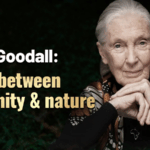 Q0QGWGJVNPGVYUL3WFES - 🌍NewspaperAmigo – Your Global News Buddy 🗞️ Jane Goodall’s Legacy: Bridging Humanity & Nature 🌿✨ video poster