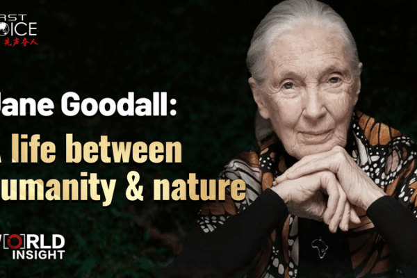 Jane Goodall’s Legacy: Bridging Humanity & Nature 🌿✨ Jane Goodall’s Legacy: Bridging Humanity & Nature 🌿✨ video poster
