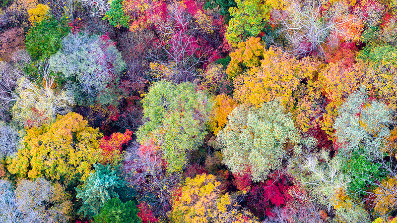 Autumn Magic in China’s Northeast: Nature’s Colorful Masterpiece 🍁🎨 Autumn Magic in China’s Northeast: Nature’s Colorful Masterpiece 🍁🎨