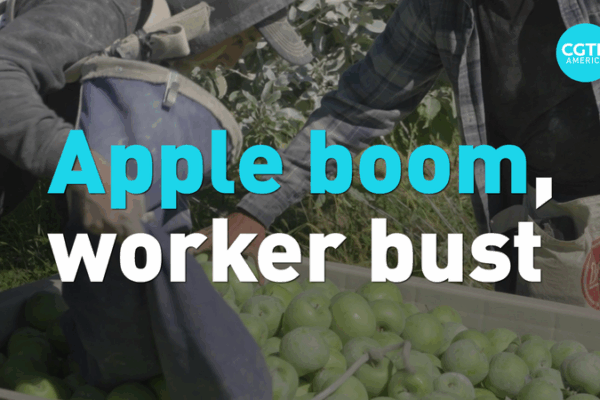 🍎 Washington Apple Boom Meets Labor Crunch: What’s Next? 🍎 Washington Apple Boom Meets Labor Crunch: What’s Next? video poster