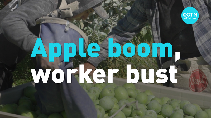 🍎 Washington Apple Boom Meets Labor Crunch: What’s Next? video poster