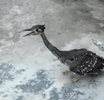 Rare White-Eared Night-Heron Spotted in Guizhou 🦢✨ video poster