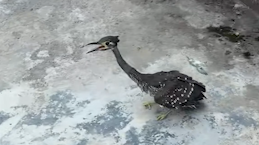 Rare White-Eared Night-Heron Spotted in Guizhou 🦢✨ Rare White-Eared Night-Heron Spotted in Guizhou 🦢✨ video poster