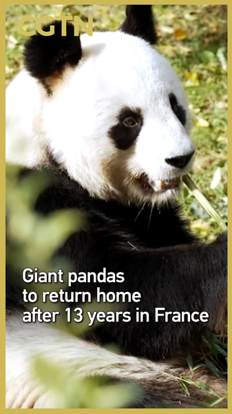 RGPFPRTUQ3UY71NYZ2G5 - 🌍NewspaperAmigo – Your Global News Buddy 🗞️ 🇨🇳🐼 Farewell, France! Giant Pandas Huan Huan & Yuan Zi Head Home After 13 Years video poster