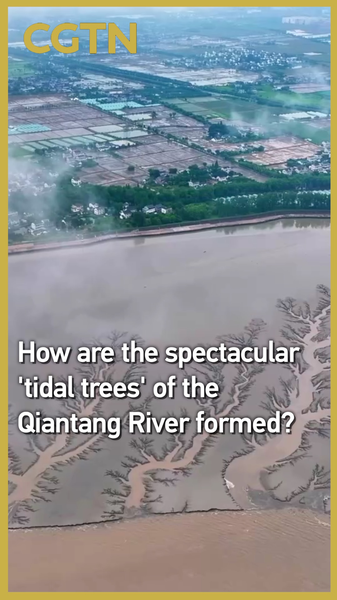 Nature’s Artistry: How China’s Qiantang ‘Tidal Trees’ Paint the River 🌊🌳✨ Nature’s Artistry: How China’s Qiantang ‘Tidal Trees’ Paint the River 🌊🌳✨ video poster