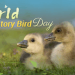 Winged Wonders: Celebrating World Migratory Bird Day 🌍🕊️