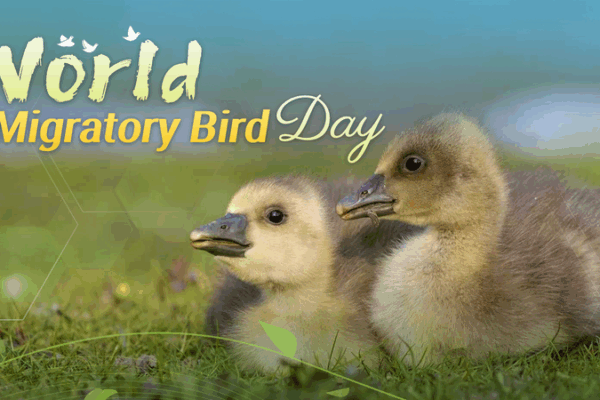 Winged Wonders: Celebrating World Migratory Bird Day 🌍🕊️ Winged Wonders: Celebrating World Migratory Bird Day 🌍🕊️