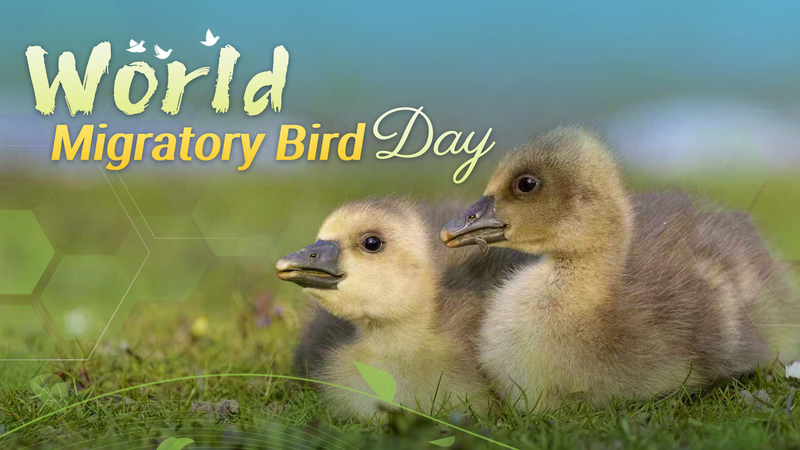 Winged Wonders: Celebrating World Migratory Bird Day 🌍🕊️