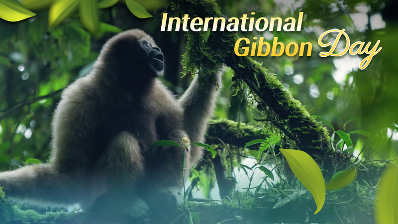 TITW5UPP70SLCBA8V5YK - 🌍NewspaperAmigo – Your Global News Buddy 🗞️ 🌳🎶 China’s Forest Singers: Gibbons Get a Conservation Spotlight on International Day