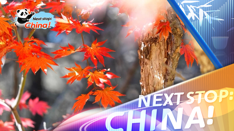 TVYBBH075895CUY2BM41 - 🌍NewspaperAmigo – Your Global News Buddy 🗞️ China's Autumn Magic Sparks Tourism Boom 🍂✨ video poster