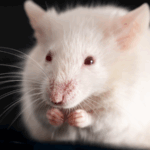 U37NI649E6WD6AFOKY47 - 🌍NewspaperAmigo – Your Global News Buddy 🗞️ China Launches Space Mice Experiment 🚀🐭