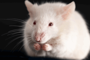 China Launches Space Mice Experiment 🚀🐭