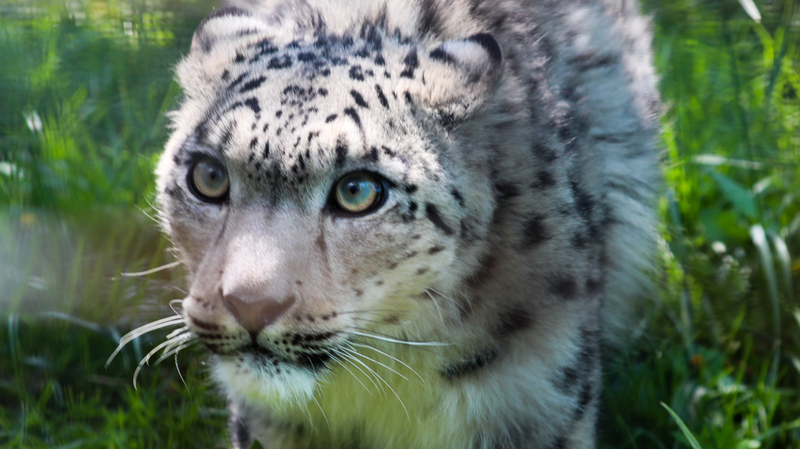 V7GW16MVR54IY5V2IWVH - 🌍NewspaperAmigo – Your Global News Buddy 🗞️ China's Snow Leopards Make a Comeback 🐾❄️