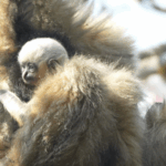 VBLDJUFQJISPJJ6KMM5W - 🌍NewspaperAmigo – Your Global News Buddy 🗞️ Baby Gibbons Bring Hope to Endangered Species in Yunnan 🌿🐒 video poster