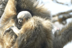 Baby Gibbons Bring Hope to Endangered Species in Yunnan 🌿🐒 video poster