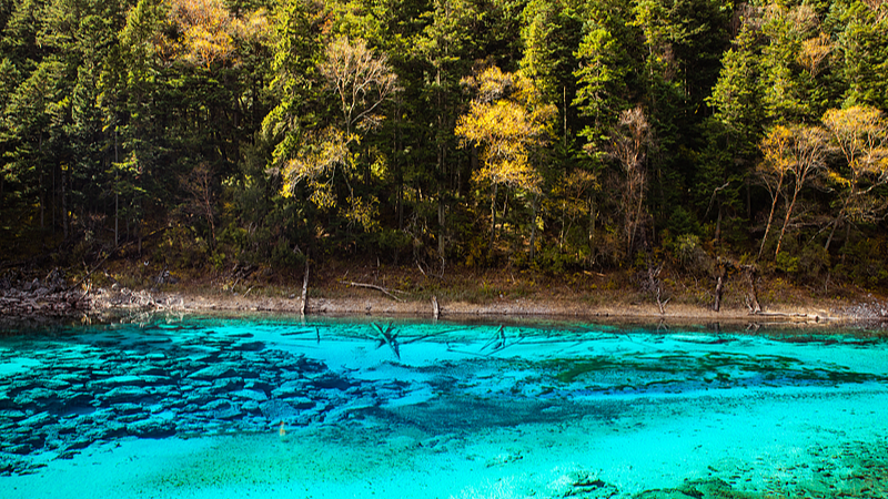 X6S9GPO57HPQKKYLP6UT - 🌍NewspaperAmigo – Your Global News Buddy 🗞️ Discover Jiuzhaigou’s Five-Color Lake: Nature’s Living Palette 🌈🏞️ video poster