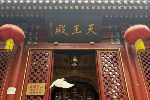 Finding Zen in Qingdao: A Temple Tale of Serenity & Unity 🌸✨ Finding Zen in Qingdao: A Temple Tale of Serenity & Unity 🌸✨