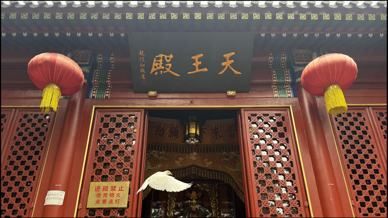 XCJY3R7T0PE1M934MX38 - 🌍NewspaperAmigo – Your Global News Buddy 🗞️ Finding Zen in Qingdao: A Temple Tale of Serenity & Unity 🌸✨