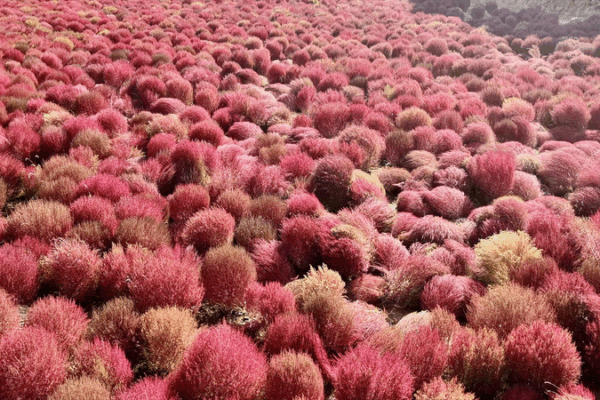 πΎ Fiery Broom Grass Transforms Shanxi Villages | Autumn Harvest Boom! πΎ Fiery Broom Grass Transforms Shanxi Villages | Autumn Harvest Boom! video poster