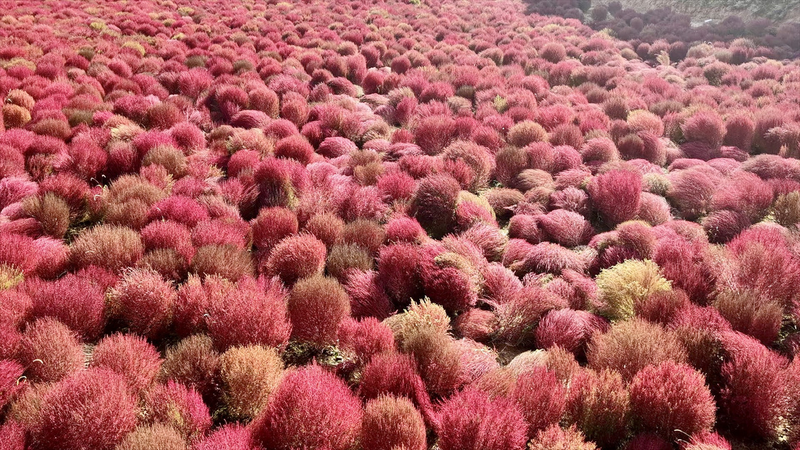XITIJ442K7MGL046X9LL - 🌍NewspaperAmigo – Your Global News Buddy 🗞️ 🌾 Fiery Broom Grass Transforms Shanxi Villages | Autumn Harvest Boom! video poster