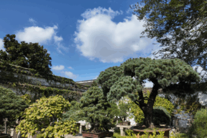 Suzhou's Timeless Beauty: Where Art Meets Nature 🌿🏯