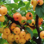 ZNFK2NANHCEUXZANXUKY - 🌍NewspaperAmigo – Your Global News Buddy 🗞️ 🍎🌧️ Qingdao's Wetland Park Dazzles with Rain-Kissed Crab Apples!