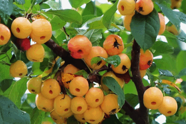 🍎🌧️ Qingdao's Wetland Park Dazzles with Rain-Kissed Crab Apples!