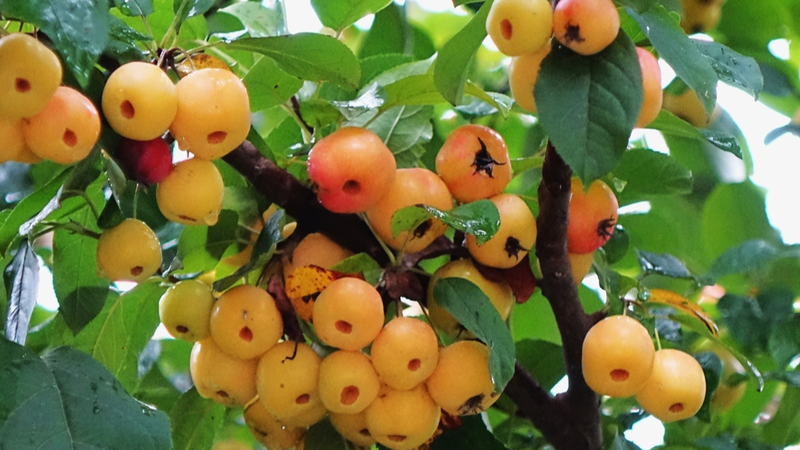 ZNFK2NANHCEUXZANXUKY - 🌍NewspaperAmigo – Your Global News Buddy 🗞️ 🍎🌧️ Qingdao's Wetland Park Dazzles with Rain-Kissed Crab Apples!