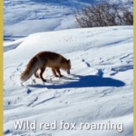 01LBFPL8Z4HHKW8U7ZYV - 🌍NewspaperAmigo – Your Global News Buddy 🗞️ Wild Red Fox Spotted in Xinjiang Snow Sparks Conservation Hope 🦊❄️ video poster