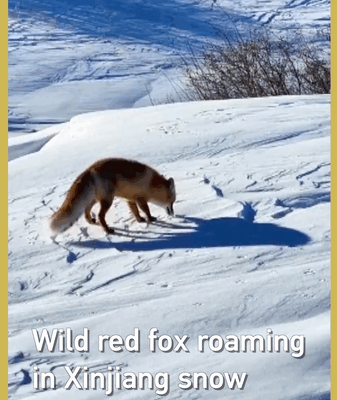 Wild Red Fox Spotted in Xinjiang Snow Sparks Conservation Hope 🦊❄️ video poster