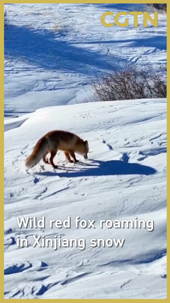 Wild Red Fox Spotted in Xinjiang Snow Sparks Conservation Hope 🦊❄️ video poster
