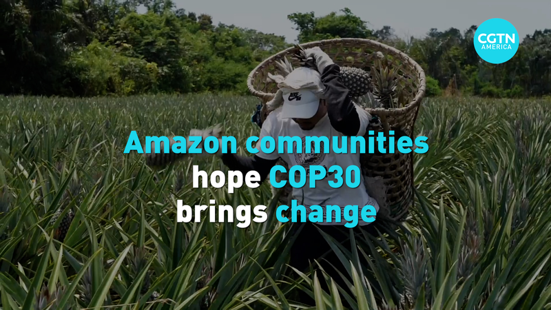 119ZCKBSCL54287RRBIJ - 🌍NewspaperAmigo – Your Global News Buddy 🗞️ Amazon Communities Pin Hopes on COP30 for Forest Future 🌳✨