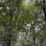 1NP6E9BA4RS35MFB60NC - 🌍NewspaperAmigo – Your Global News Buddy 🗞️ Hainan's Rainforest: A Biodiversity Hotspot 🌿🦜 video poster