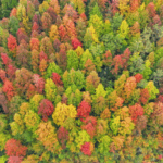 2FF0MQXYCVOBSSIIKNYR - 🌍NewspaperAmigo – Your Global News Buddy 🗞️ Guizhou’s Maple Forest Paints Early Winter in Fiery Reds 🍁 video poster
