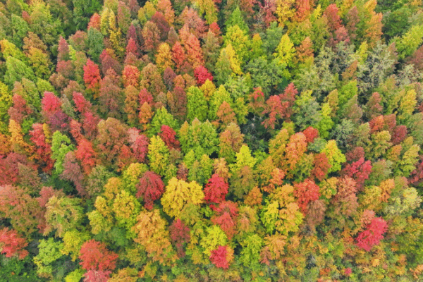 Guizhou’s Maple Forest Paints Early Winter in Fiery Reds 🍁 video poster