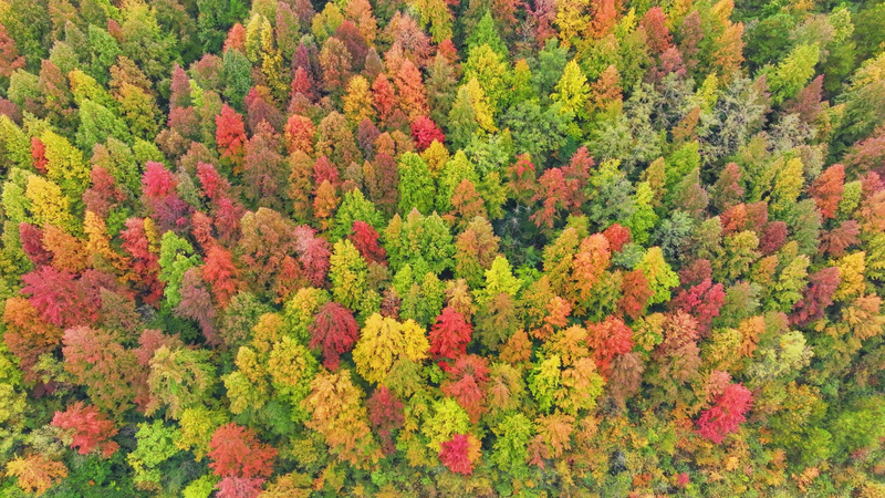 Guizhou’s Maple Forest Paints Early Winter in Fiery Reds 🍁 video poster