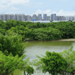 3AKI131670Y3LUV5R2JV - 🌍NewspaperAmigo – Your Global News Buddy 🗞️ Explore Guangdong's 'Bird Paradise': A 380-Year-Old Natural Wonder 🌳🐦 video poster