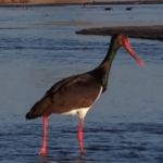 3OFM1C4Z0BW2GNECWUC9 - 🌍NewspaperAmigo – Your Global News Buddy 🗞️ Migratory Birds Illuminate Shanxi's Wetlands 🦢🌿 video poster