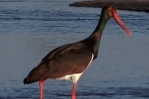 Migratory Birds Illuminate Shanxi's Wetlands 🦢🌿 video poster