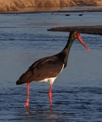 Migratory Birds Illuminate Shanxi's Wetlands 🦢🌿 video poster